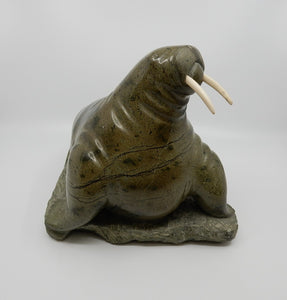 Walrus